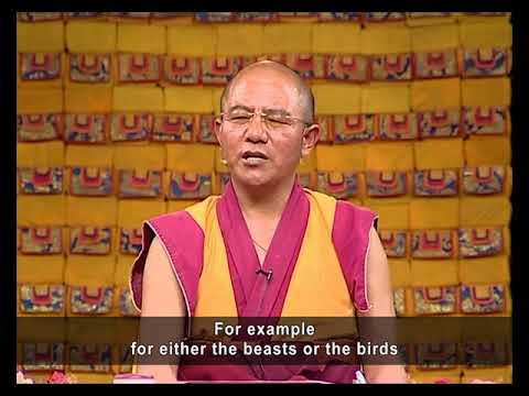 29. The Suffering of Animals